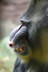 mandrill bared his teeth
