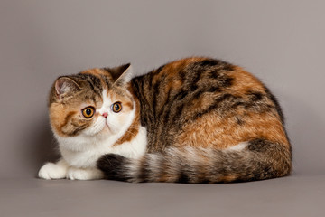 Fototapeta na wymiar Exotic shorthair cat. persian cat on grey background
