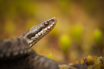 Snake
