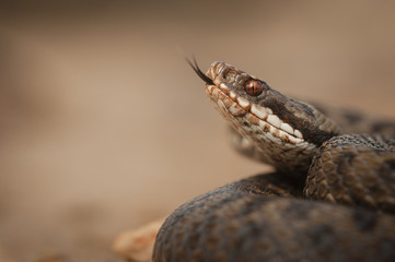 Snake