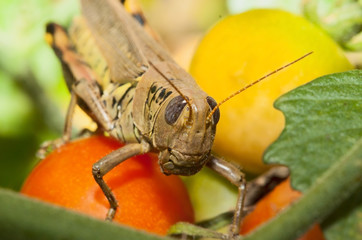 Grassphopper's Snack