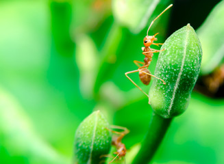 close up shot of ants climbing up plants in nature