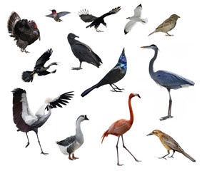 Wild Birds © SunnyS