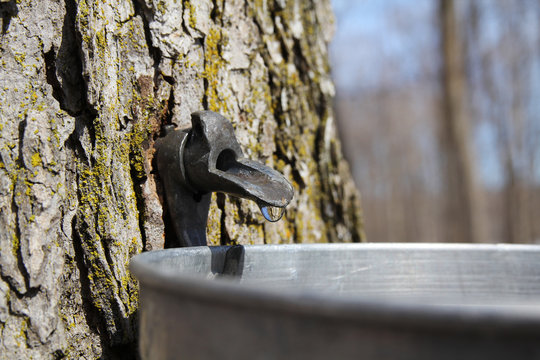 Sap close up