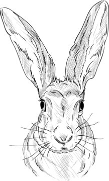 Portrait of a  hare