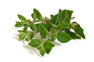 Oregano
