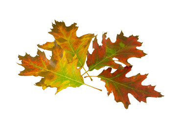 four decorative oak leave in autumn composition