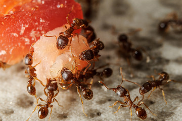 Group of ants on piece of food