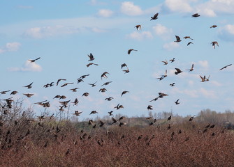 Flock of birds, Common Starling, Sturnus vulgaris