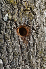 Nido de pajaro carpintero