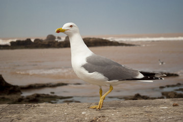Seagull in the port