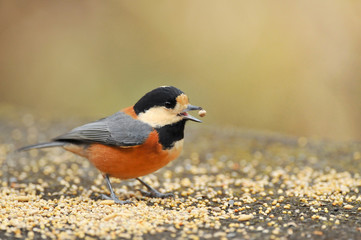ヤマガラの食事