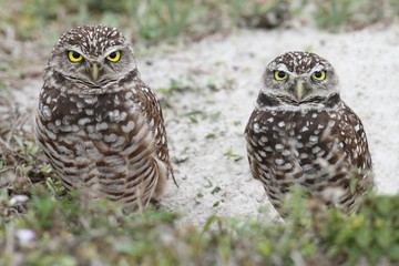 Burrowing Owl (athene cunicularia)