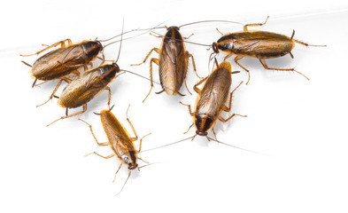 Blattella germanica german cockroach