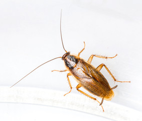 Blattella germanica german cockroach