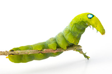 Green worm