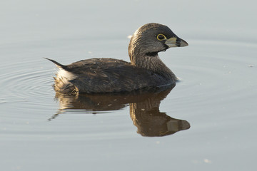 Resting Pied Billed Grebe