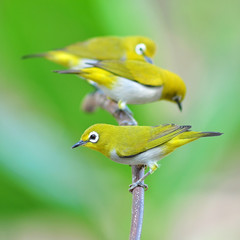 Oriental White-eye Bird