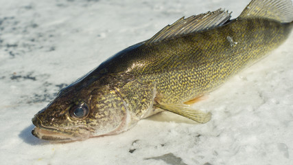 Fototapeta premium Walleye