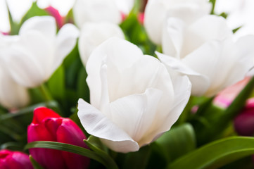 White tulips background