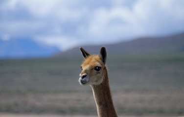 vicuna