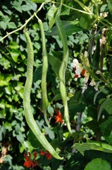 Ripe runner beans on plant © Arena Photo UK