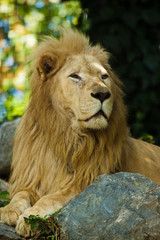 Transvaal-Löwe (Panthera leo krugeri)