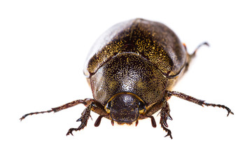 Isolated Maybug Beetle