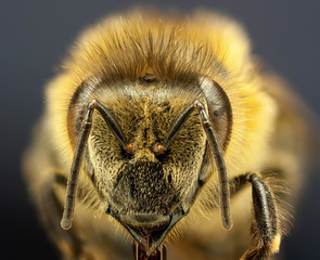 close up bee