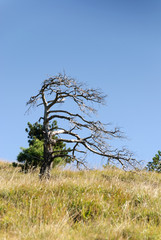 albero piegato dal forte vento