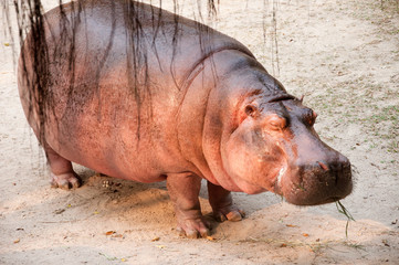 A hippopotamus stand asleep.
