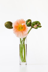 Mohnblüten in der Vase