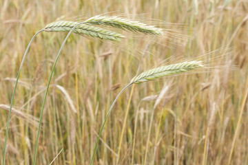 Ears of wheat on the background of field, shallow DOF