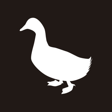 silhouette duck