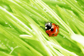 ladybug on grass