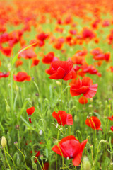 Obraz na płótnie Canvas Field of poppies with beauty sky