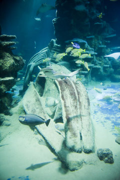 Whale Skeleton In Aquarium