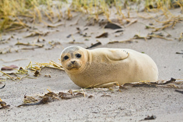 Europäischer Seehund (Phoca vitulina vitulina) © Jearu