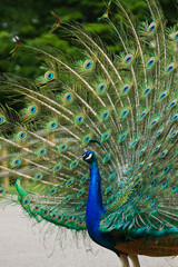 Naklejka premium Blaue Pfau (Pavo cristatus)