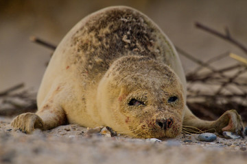 Europäischer Seehund (Phoca vitulina vitulina)