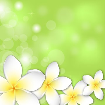 Plumeria_ flower background