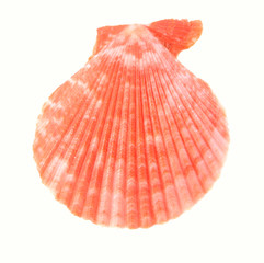 sea mollusc colorful shell isolated