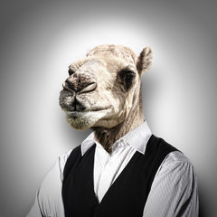 Portrait of a funny camel in a business suit