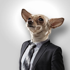 Funny portrait of a dog in a suit
