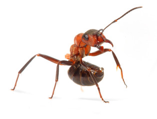 The Red Wood Ant (Formica Rufa). Close up with shallow DOF.