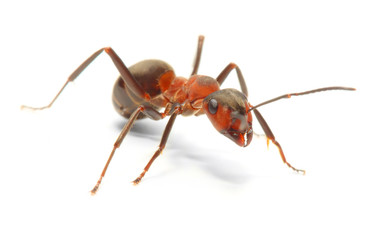 The Red Wood Ant (Formica Rufa). Close up with shallow DOF.