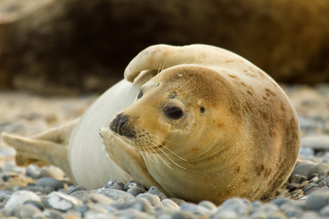 Weibliche Kegelrobbe (Halichoerus grypus) © Jearu