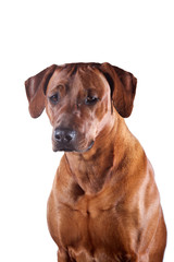 Beautiful young dog rhodesian ridgeback isolated on white