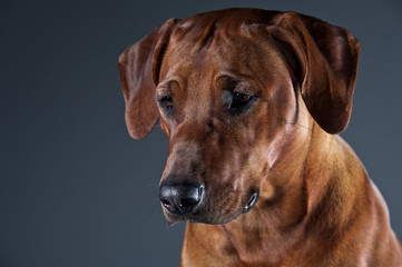 Portrait of a beautiful dog rhodesian ridgeback isolated on grey