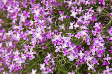 matthiola bolleana